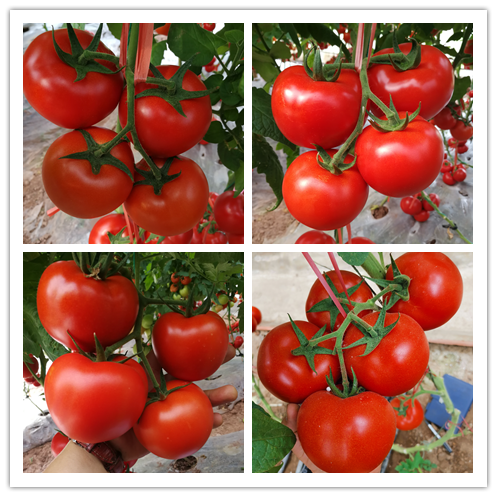 1635842518729814.png 1.png