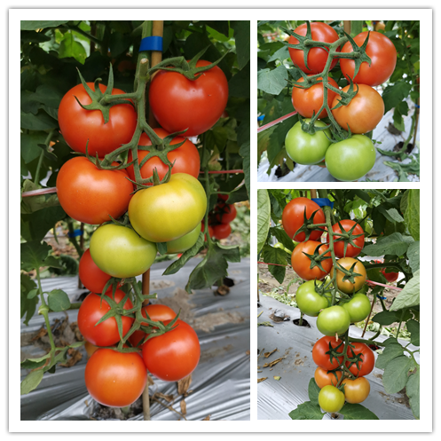 1635842546413294.png 2.png