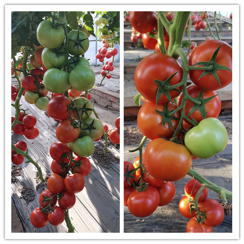 1635842559809369.png 3.png